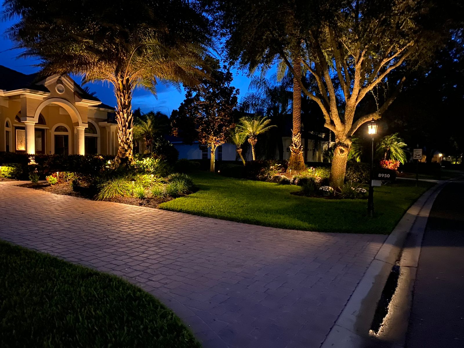 Palm trees and driveway illuminated at dusk